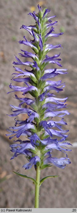 Veronica spicata ssp. orchidea (przetacznik kłosowy skręcony)