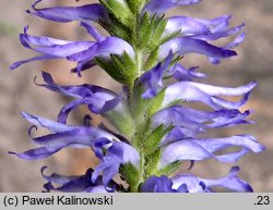 Veronica spicata ssp. orchidea (przetacznik kłosowy skręcony)