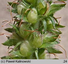 Veronica spicata ssp. orchidea (przetacznik kłosowy skręcony)