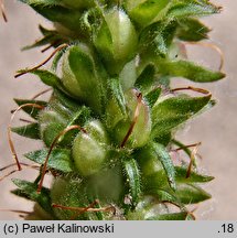 Veronica spicata ssp. orchidea (przetacznik kłosowy skręcony)