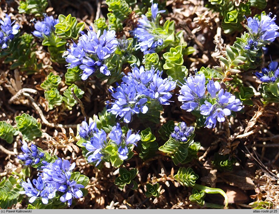 Veronica thessalica