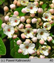 Viburnum Pragense