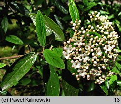 Viburnum Pragense