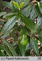 Viburnum Pragense