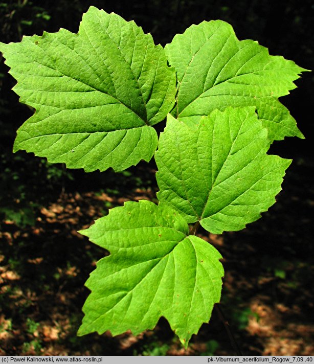 Viburnum acerifolium (kalina klonolistna)