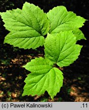 Viburnum acerifolium (kalina klonolistna)