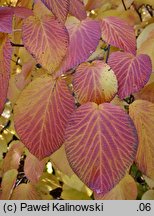 Viburnum alnifolium (kalina olcholistna)