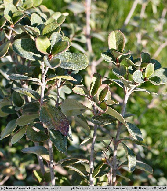 Viburnum atrocyaneum f. harryanum