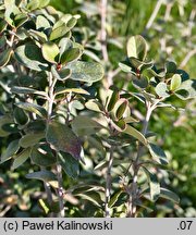 Viburnum atrocyaneum f. harryanum