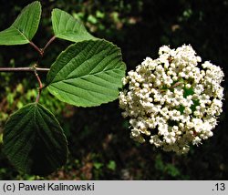 Viburnum lobophyllum