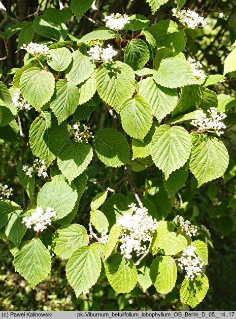 Viburnum lobophyllum