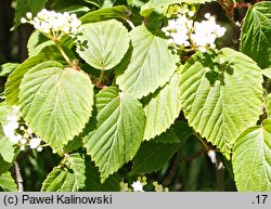 Viburnum lobophyllum