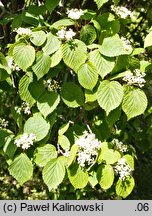 Viburnum lobophyllum