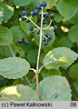 Viburnum bracteatum