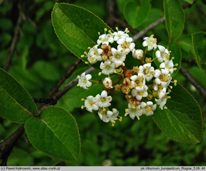 Viburnum burejaeticum (kalina mandżurska)