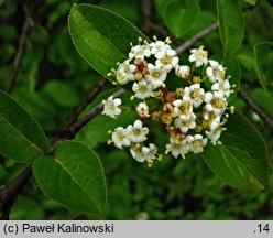 Viburnum burejaeticum (kalina mandżurska)