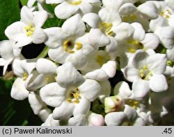 Viburnum ×carlcephalum (kalina angielska)