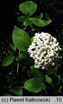 Viburnum ×carlcephalum (kalina angielska)