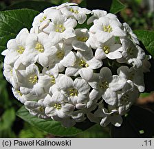 Viburnum carlesii (kalina koreańska)