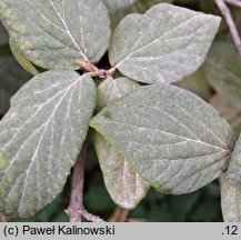 Viburnum carlesii var. bitchiuense (kalina biczyńska)