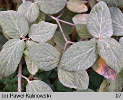 Viburnum carlesii var. bitchiuense (kalina biczyńska)