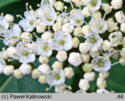 Viburnum nudum var. cassinoides (kalina białojagodowa)