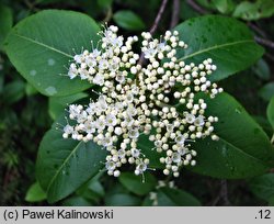 Viburnum nudum var. cassinoides (kalina białojagodowa)