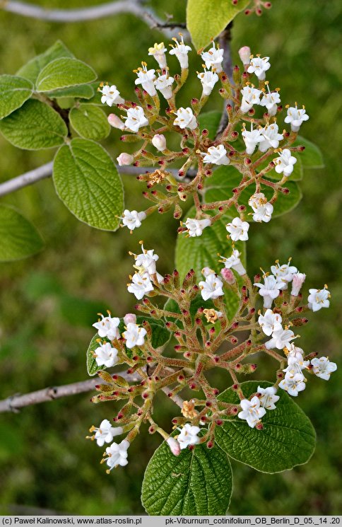 Viburnum cotinifolium