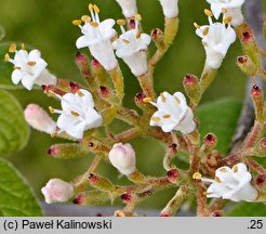 Viburnum cotinifolium