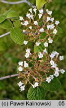 Viburnum cotinifolium