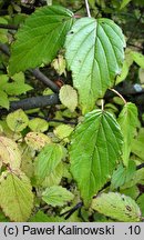 Viburnum dentatum (kalina zębata)