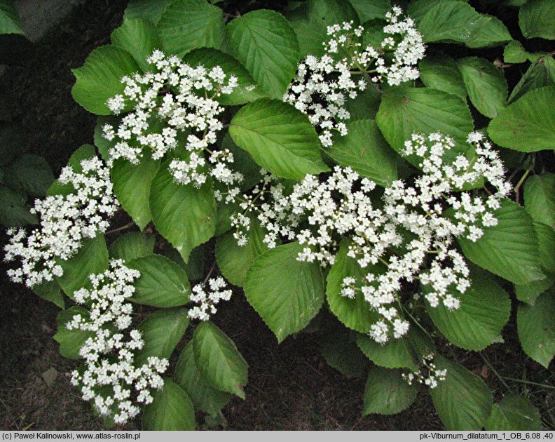 Viburnum dilatatum (kalina szorstkowłosa)