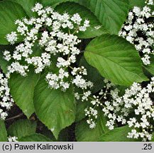 Viburnum dilatatum (kalina szorstkowłosa)