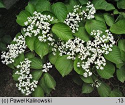 Viburnum dilatatum (kalina szorstkowłosa)