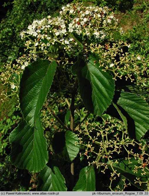 Viburnum erosum (kalina wygryziona)