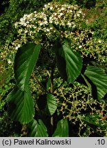 Viburnum erosum (kalina wygryziona)