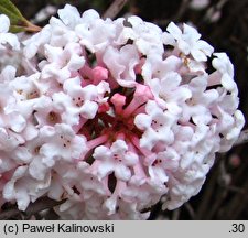 Viburnum farreri (kalina wonna)