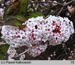 Viburnum farreri (kalina wonna)