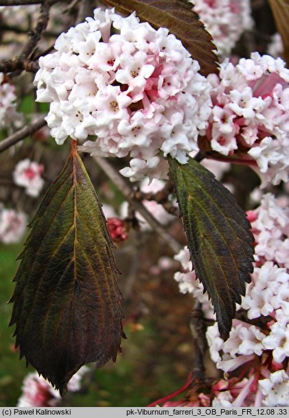 Viburnum farreri (kalina wonna)