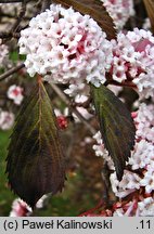 Viburnum farreri (kalina wonna)