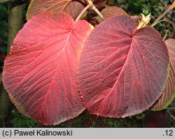 Viburnum furcatum (kalina olbrzymia)