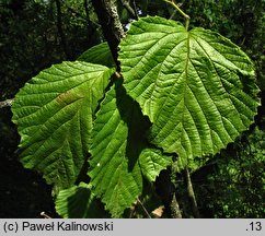 Viburnum hupehense (kalina hubejska)