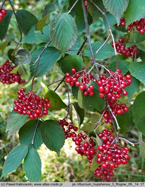 Viburnum betulifolium (kalina brzozolistna)