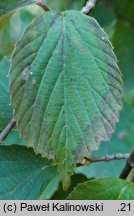 Viburnum betulifolium (kalina brzozolistna)