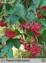 Viburnum betulifolium (kalina brzozolistna)