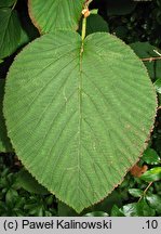 Viburnum furcatum (kalina olbrzymia)