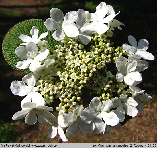 Viburnum furcatum (kalina olbrzymia)