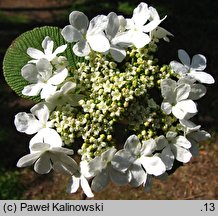 Viburnum furcatum (kalina olbrzymia)