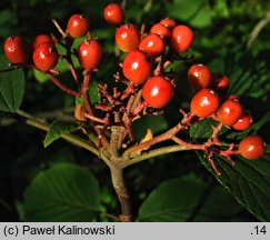 Viburnum furcatum (kalina olbrzymia)