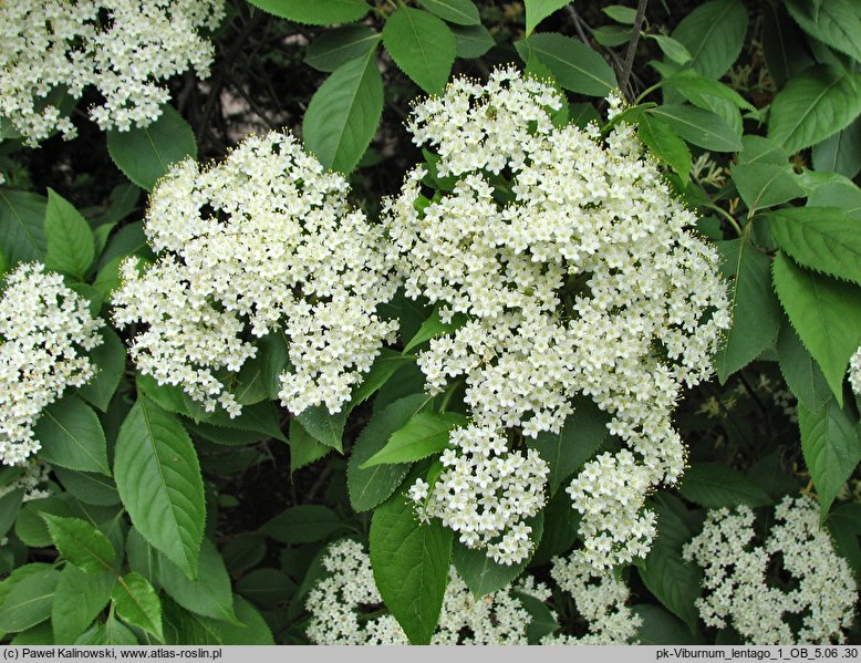 Viburnum lentago (kalina kanadyjska)